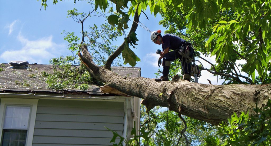 What is the job of a tree service technician?